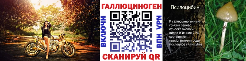 где купить наркоту  Пойковский  Галлюциногенные грибы Psilocybe 